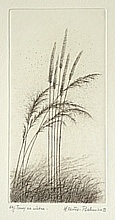 The grass in the wind