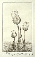 Tulipes