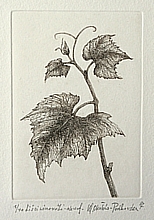 Liść winorośli (12,4x8,5 cm)