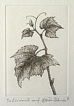 Feuille de vigne
